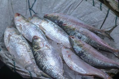 High angle view of fish for sale in market