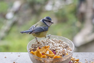 Close-up of bird eating food