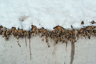 Close-up of animals in winter