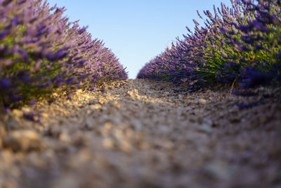 Close-up of purple flowering plants on field