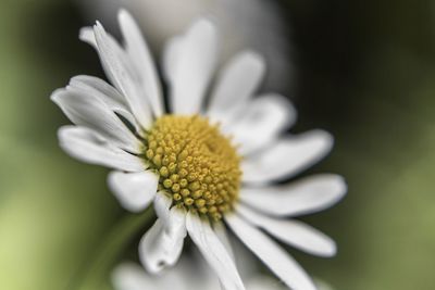 Close-up of white daisy flower
