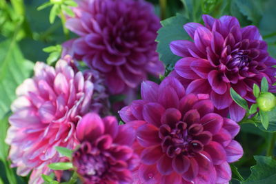 Close-up of pink flowering plants in park