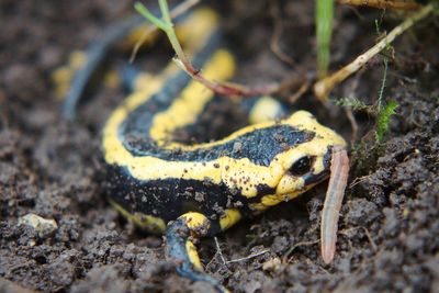 Close-up of insect on rock