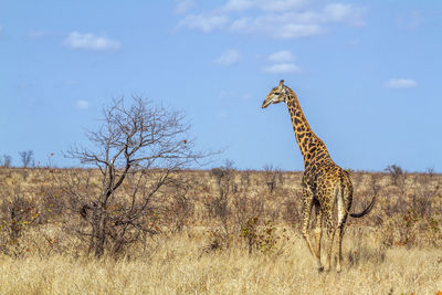 Giraffe standing on land against sky