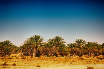 Trees on field against clear blue sky