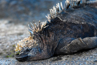 Close-up of lizard on rock