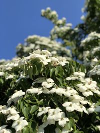 Close-up of white flowering plants against blue sky