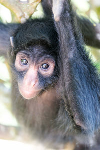 Close-up portrait of spider monkey hanging on tree
