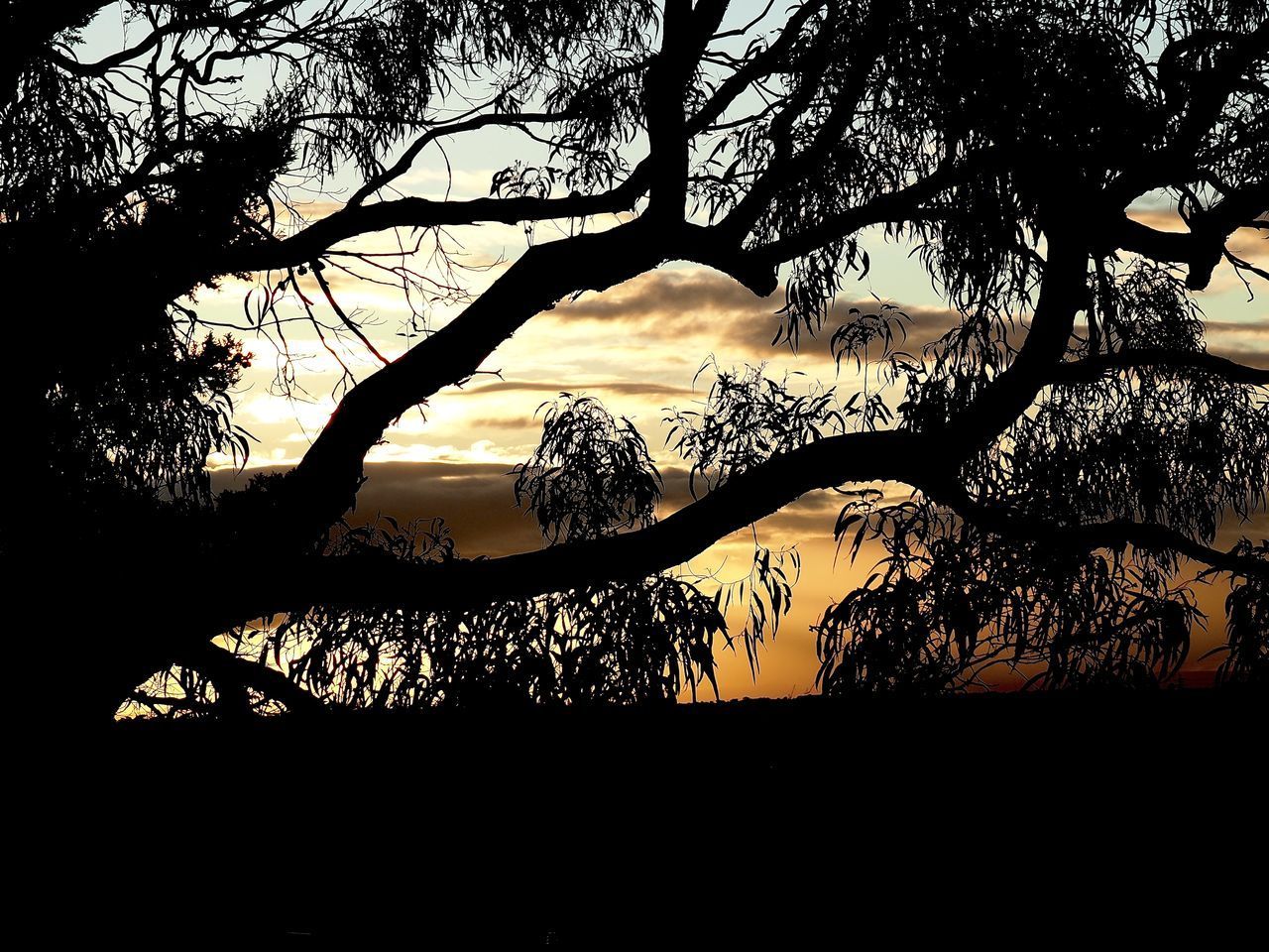SILHOUETTE OF TREES DURING SUNSET
