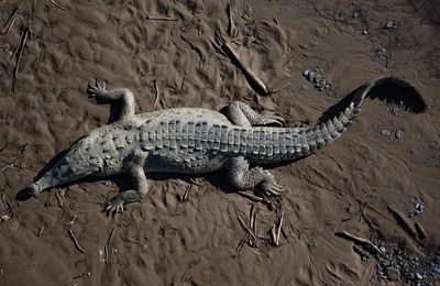 Close-up of crocodile