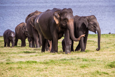 Elephant herd in front of a lake 