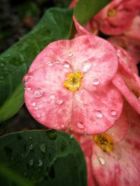 Close-up of water drops on pink flower