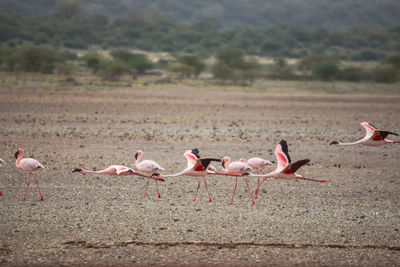 A flurry of flamingos at lake magadi, rift valley, kenya