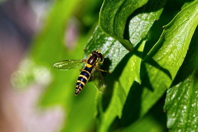 Close-up of insect on leaf