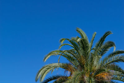 Low angle view of palm tree against clear blue sky