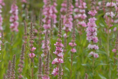 Close-up of purple flowering plants on field