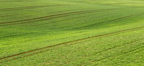Full frame shot of agricultural field