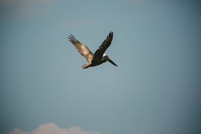 Low angle view of seagull flying in sky