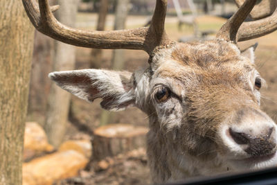 Close-up of deer