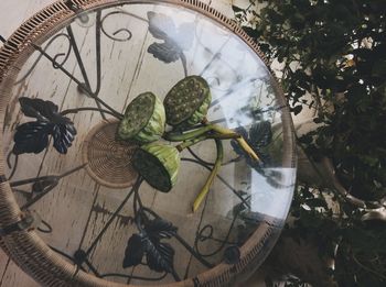 Close-up high angle view of leaf