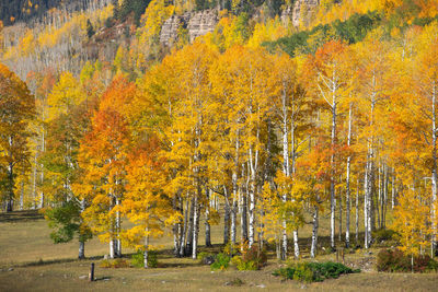 Trees in forest during autumn