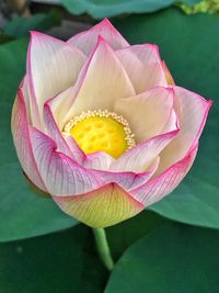 Close-up of lotus water lily