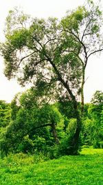 Trees on grassy field