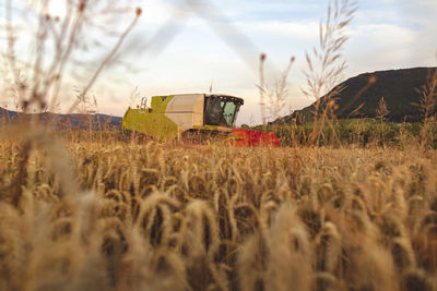 Organic farming, wheat field, harvest, combine harvester in the evening