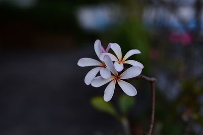Close-up of white flower