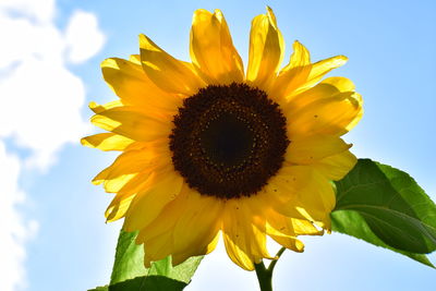 Low angle view of sunflower blooming against sky