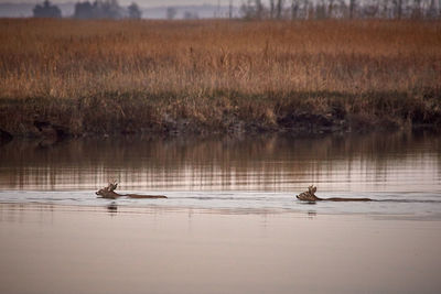 Ducks swimming in lake