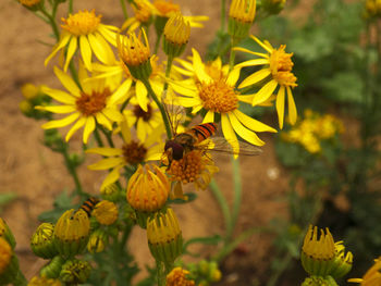 Close-up of bee on yellow flowers