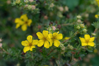 Close-up of yellow flowering plants on field