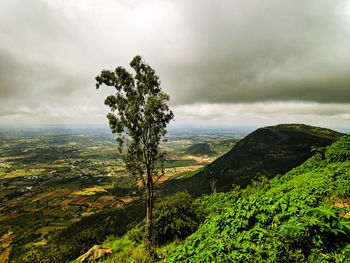 Plants on landscape against sky