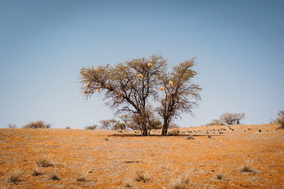 Tree on field against clear sky