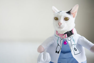 Portrait of cat wearing doctor costume