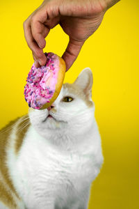 Midsection of person holding cat against yellow background