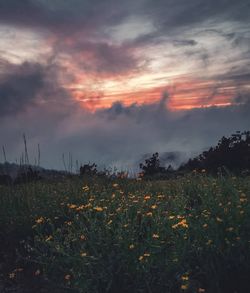 Scenic view of flowering plants on field against sky during sunset