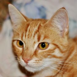 Close-up portrait of ginger cat