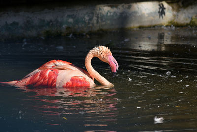 Close-up of flamingo swimming in lake