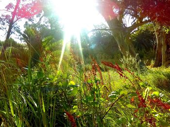 Sun shining through tree