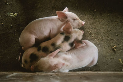 High angle view of pigs lying down on footpath