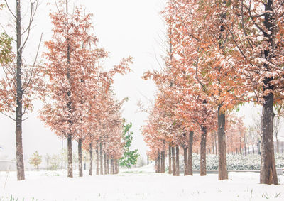 Trees against clear sky during winter