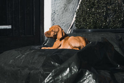 Magyar vizsla puppy chilling in the sun