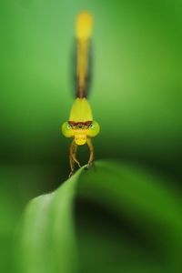 Standing. a little damsel fly is standing on a leaf.