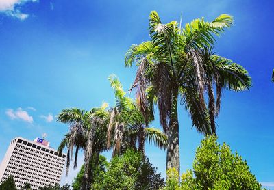 Low angle view of palm tree against blue sky