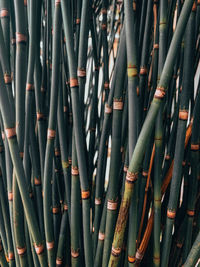 Full frame shot of bamboo