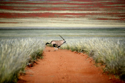 Close-up of gemsbok running on field