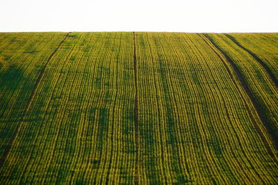 Scenic view of agricultural field against clear sky