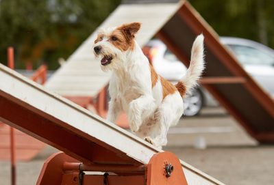 Dog sitting on bench